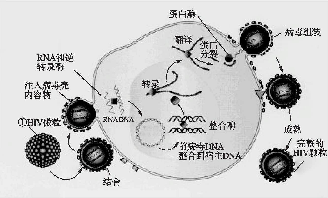 HIV的生活周期